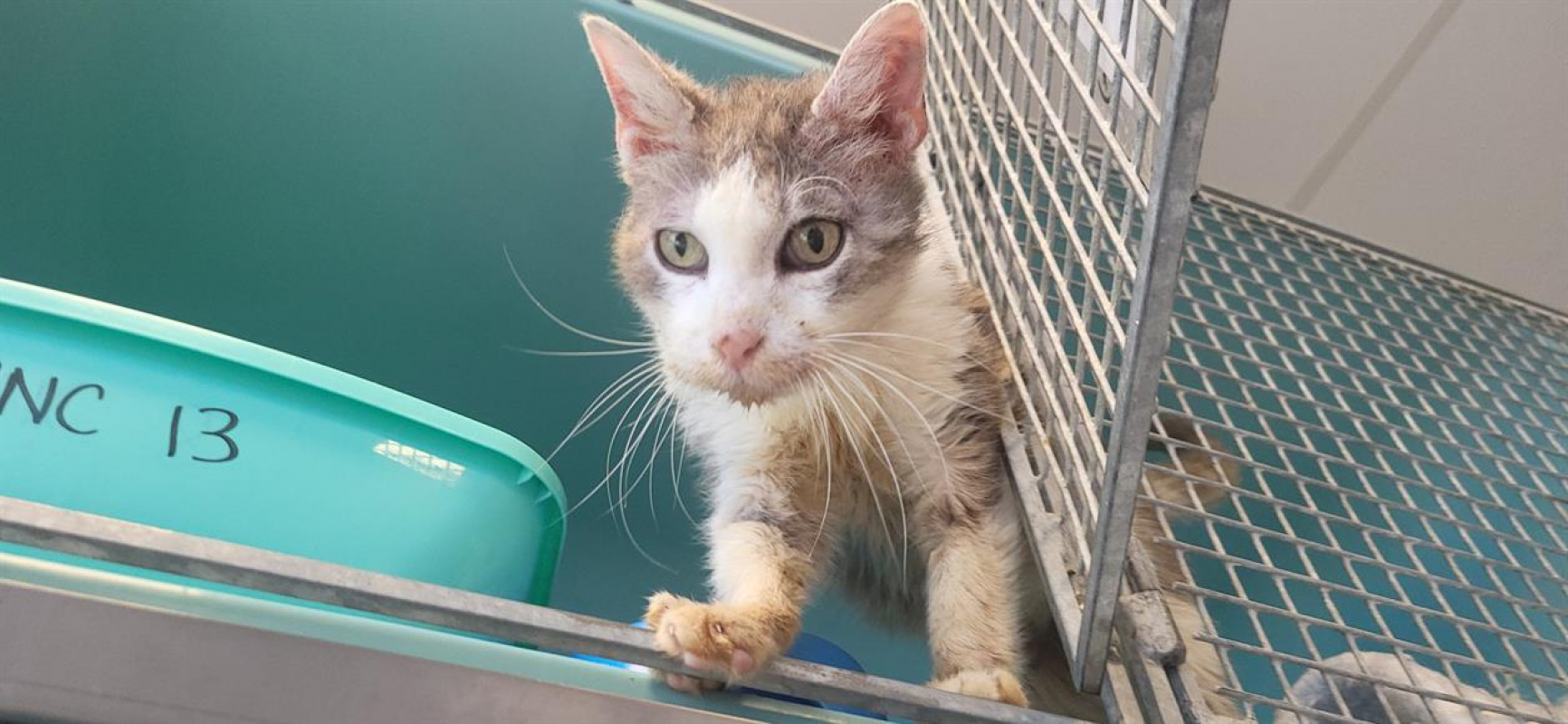 Photo #5 de Leonard famille relais