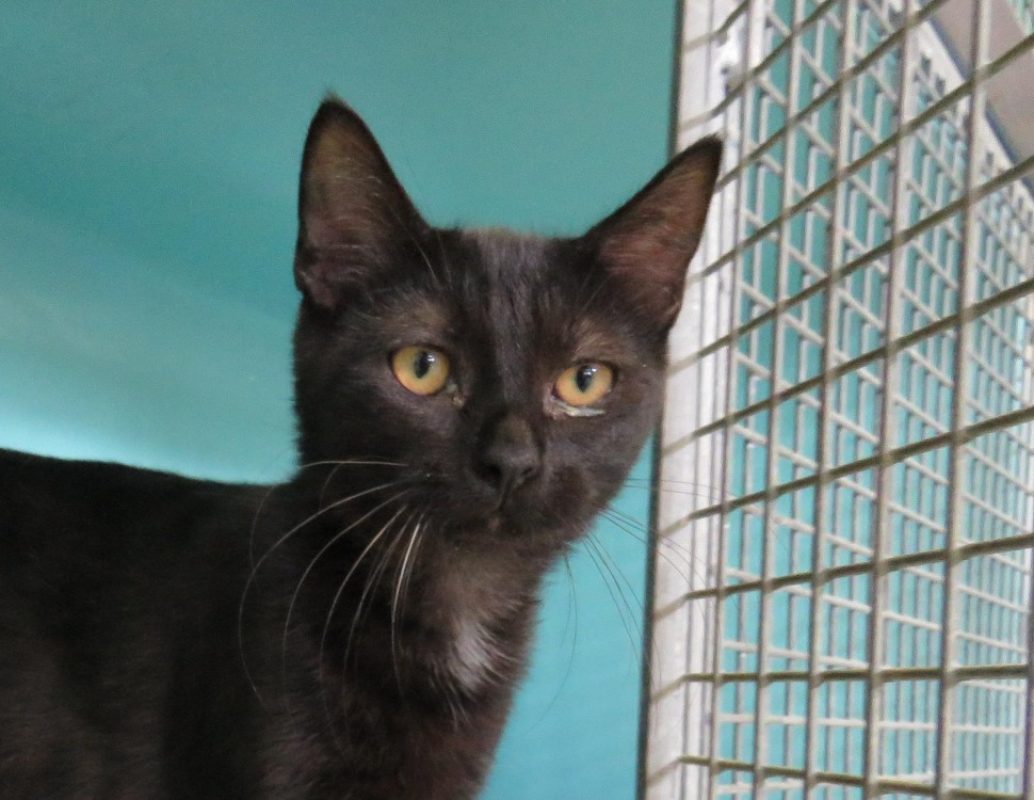 Bastet - Chat Européen à adopter