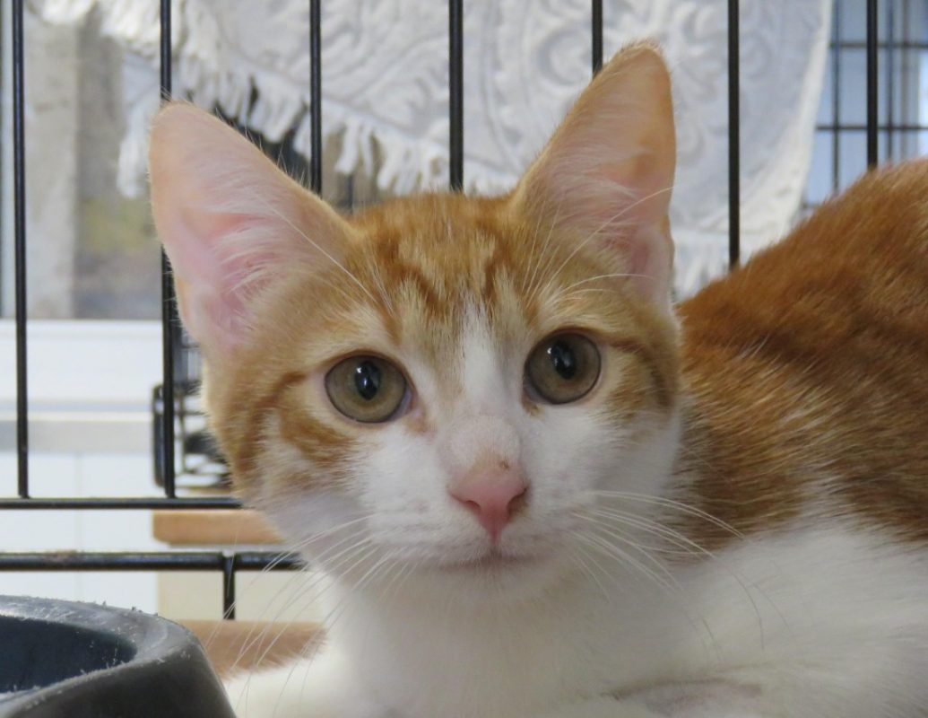 Seth - Chat Européen à adopter