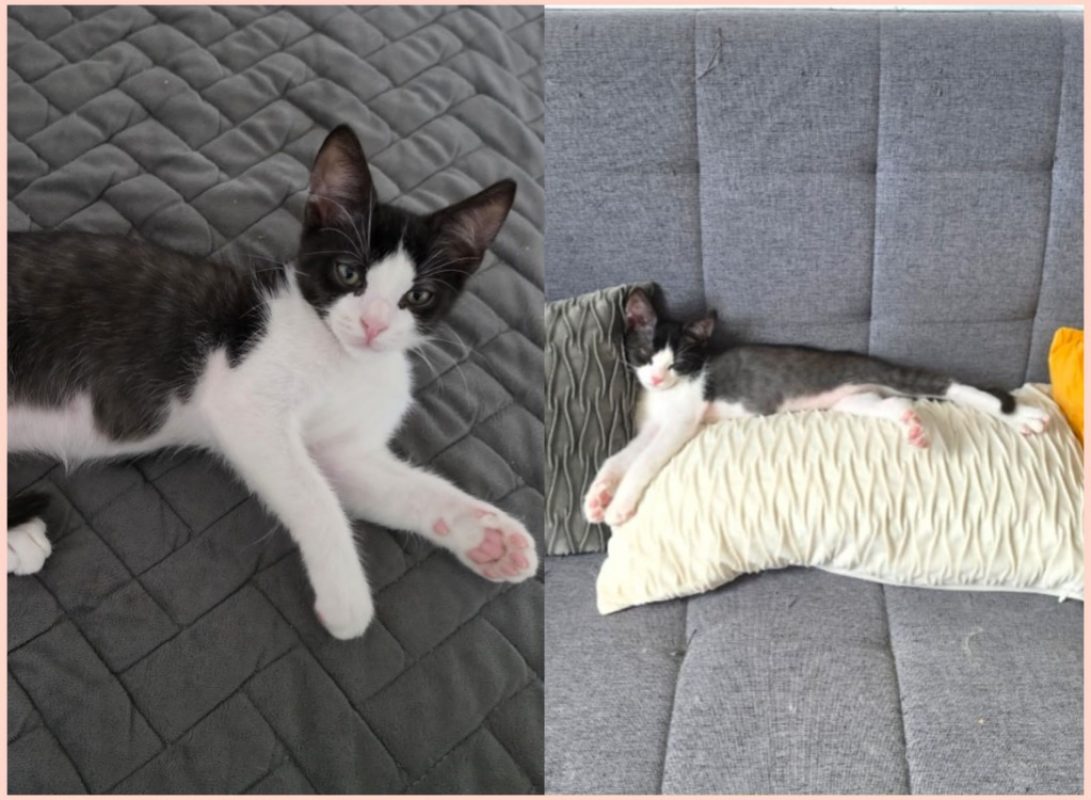Berlioz - Chat Européen à adopter