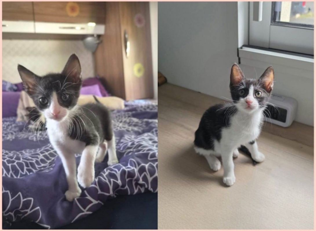 Bella - Chat Européen à adopter