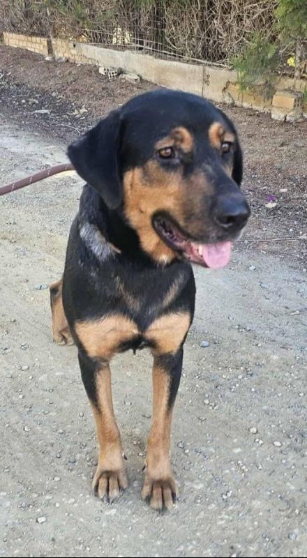 Ugo - Chien à adopter - photo 3