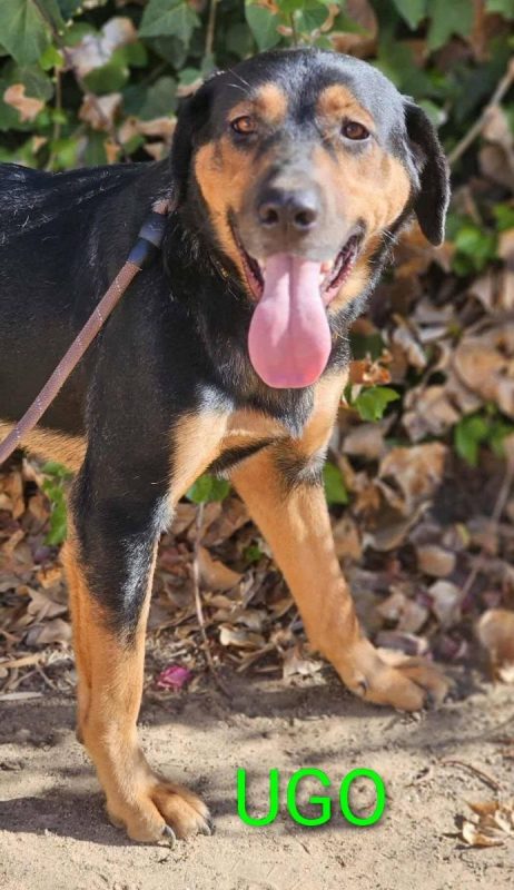 Ugo - Chien à adopter - photo 2
