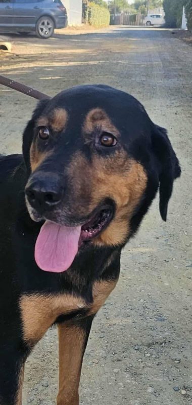 Ugo - Chien à adopter