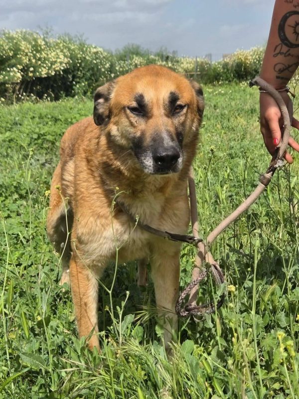 Bruno - Chien à adopter