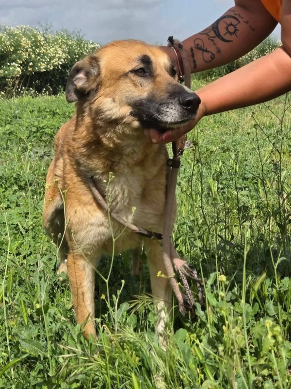 Bruno - Chien à adopter - photo 3