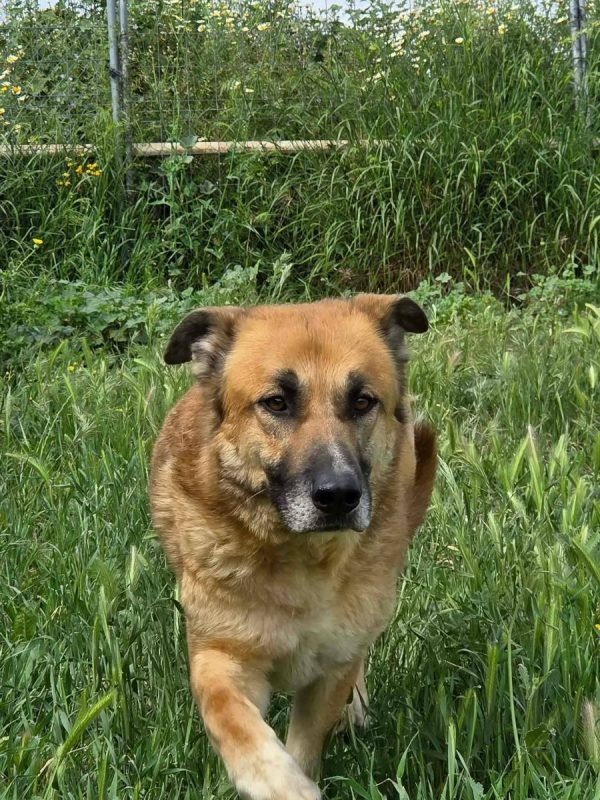 Bruno - Chien à adopter - photo 4