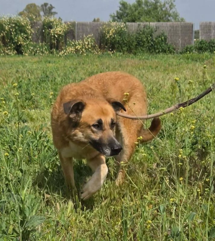 Bruno - Chien à adopter - photo 2