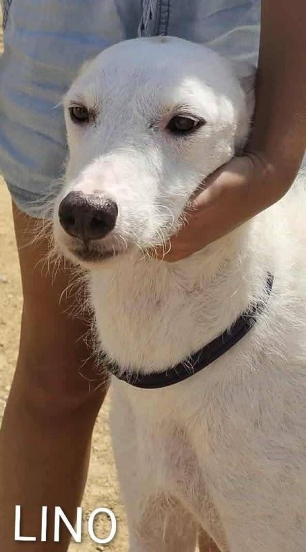 Lino - Chien à adopter