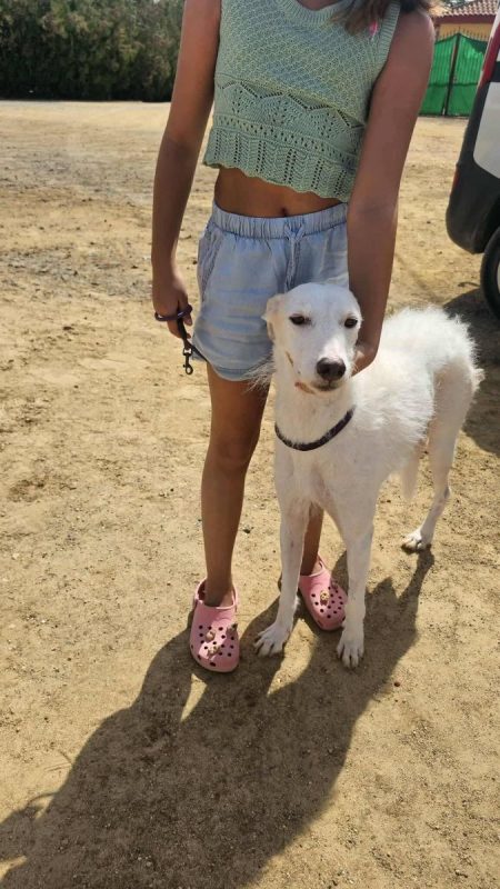 Lino - Chien à adopter - photo 2