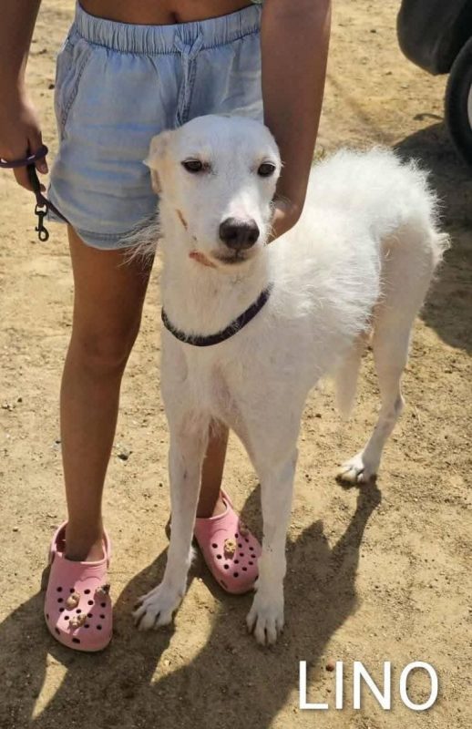 Lino - Chien à adopter - photo 3