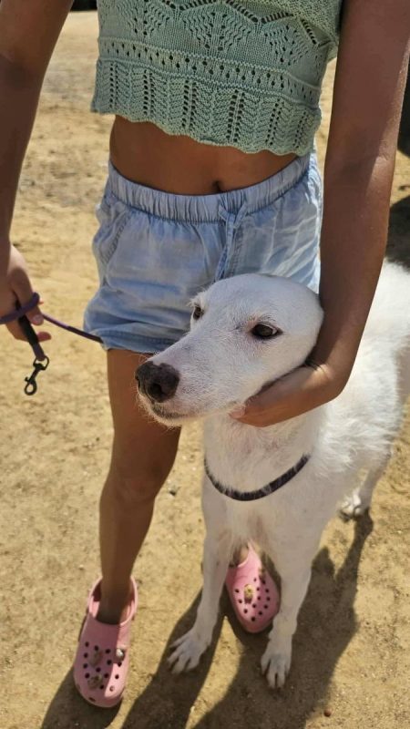 Lino - Chien à adopter - photo 4