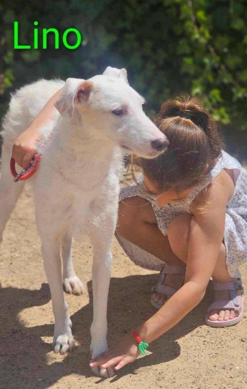 Lino - Chien à adopter - photo 6