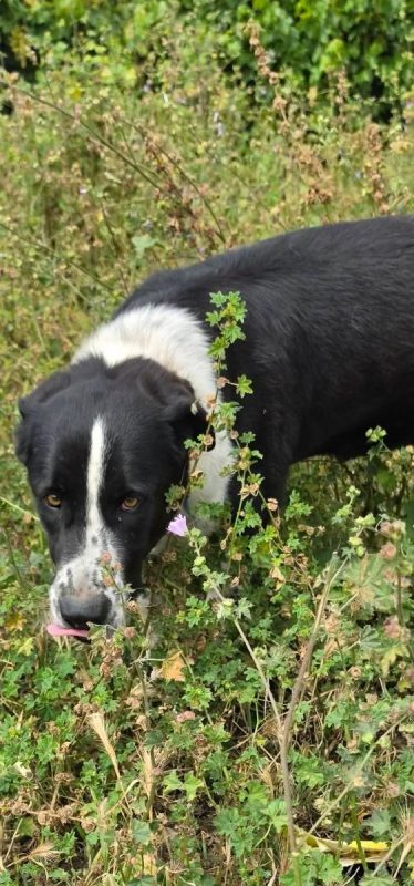 Auro - Chien à adopter - photo 7
