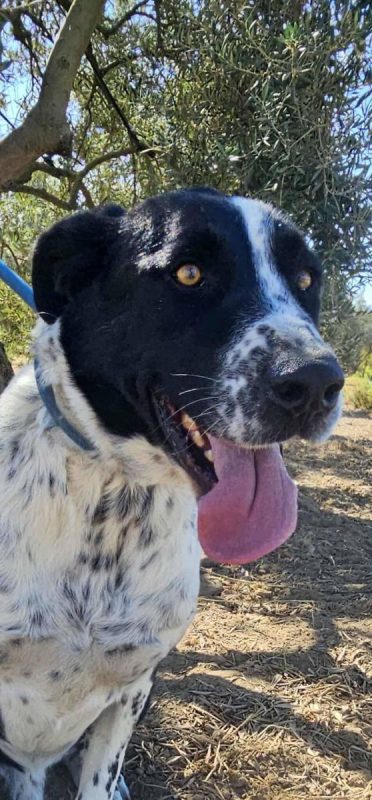 Auro - Chien à adopter