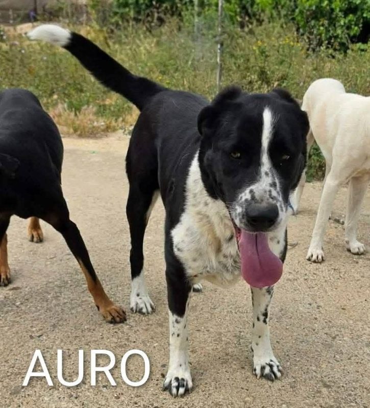 Auro - Chien à adopter - photo 3