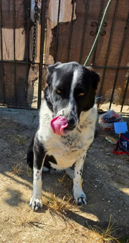 Auro - Chien à adopter - photo 5