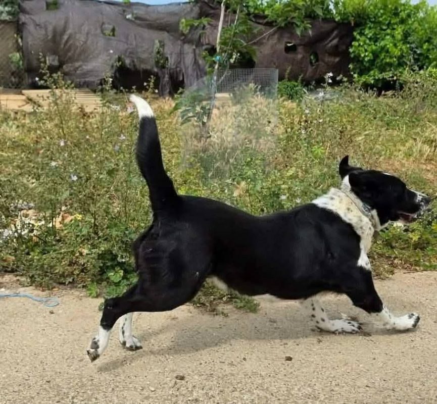 Auro - Chien à adopter - photo 8