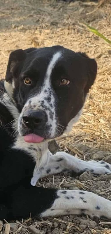 Auro - Chien à adopter - photo 2