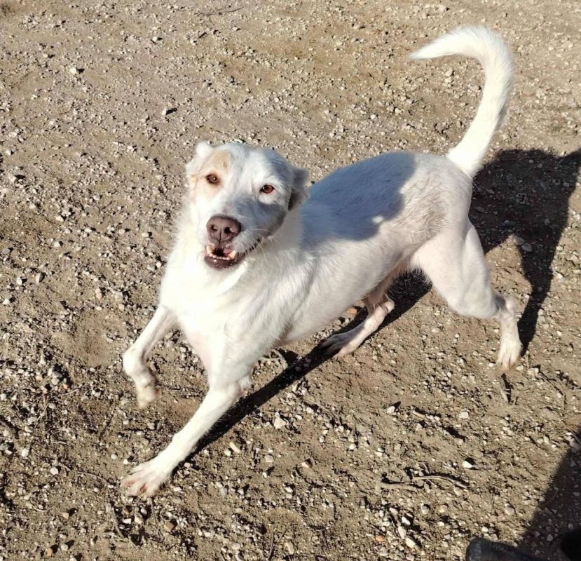 Nougat - Chien à adopter - photo 7