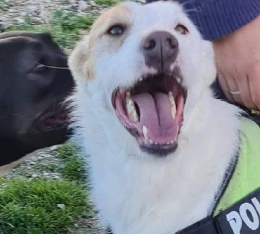 Nougat - Chien à adopter