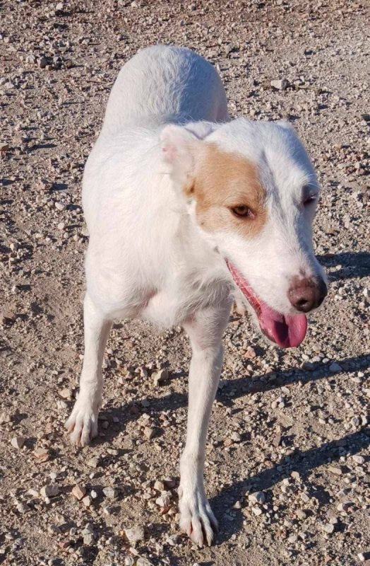Nougat - Chien à adopter - photo 5