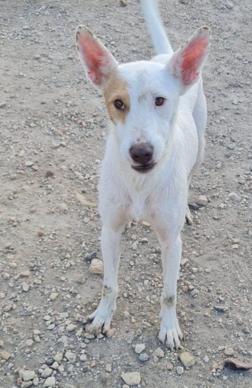 Nougat - Chien à adopter - photo 10