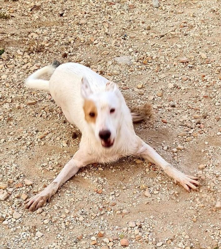 Nougat - Chien à adopter - photo 9
