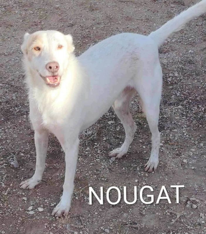 Nougat - Chien à adopter - photo 4