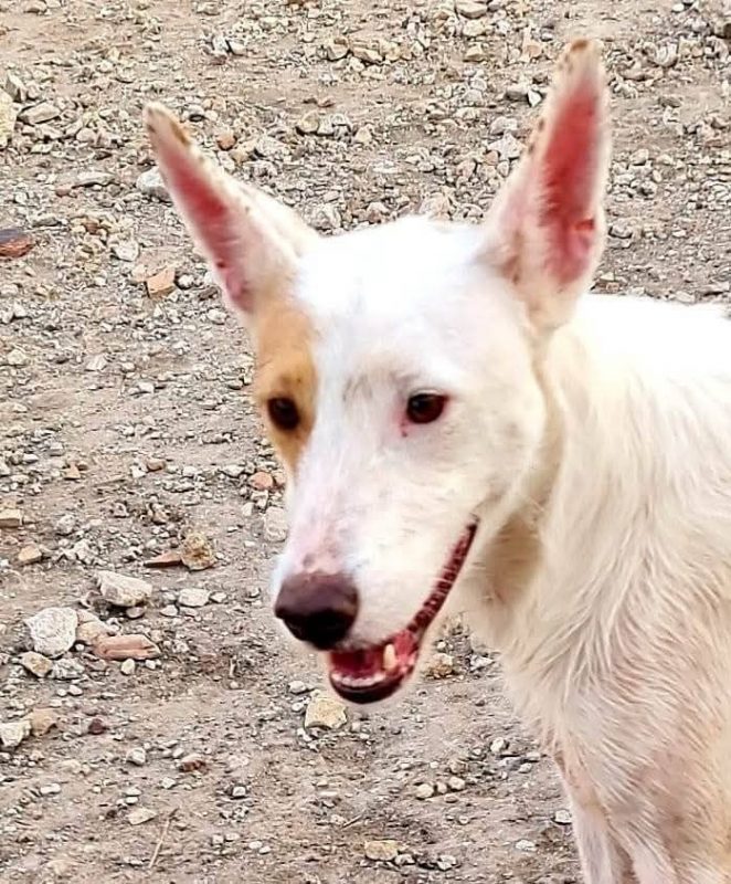 Nougat - Chien à adopter - photo 3