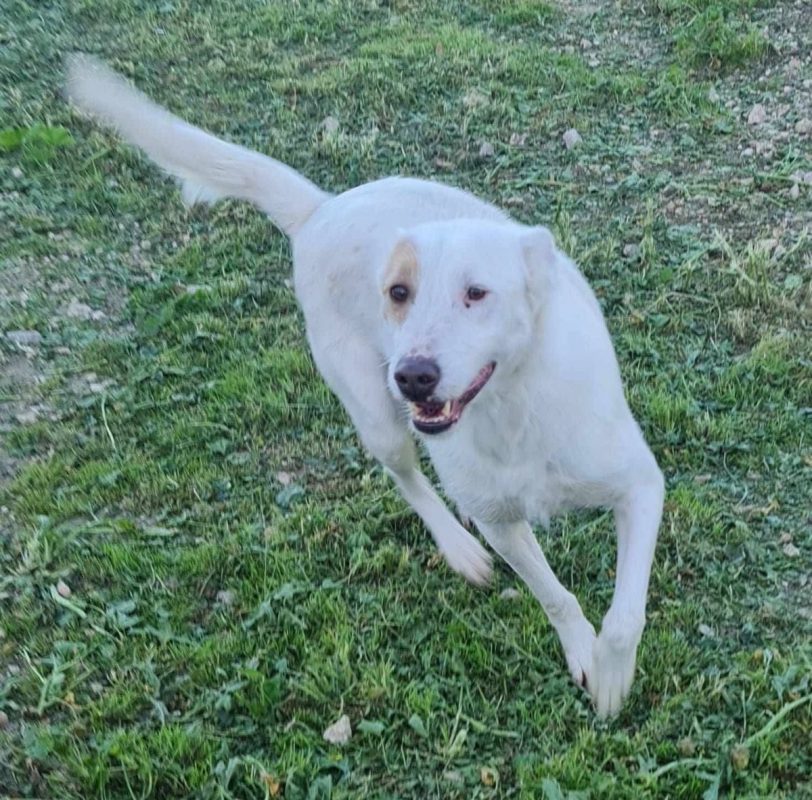 Nougat - Chien à adopter - photo 6