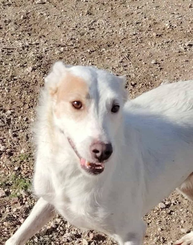 Nougat - Chien à adopter - photo 8