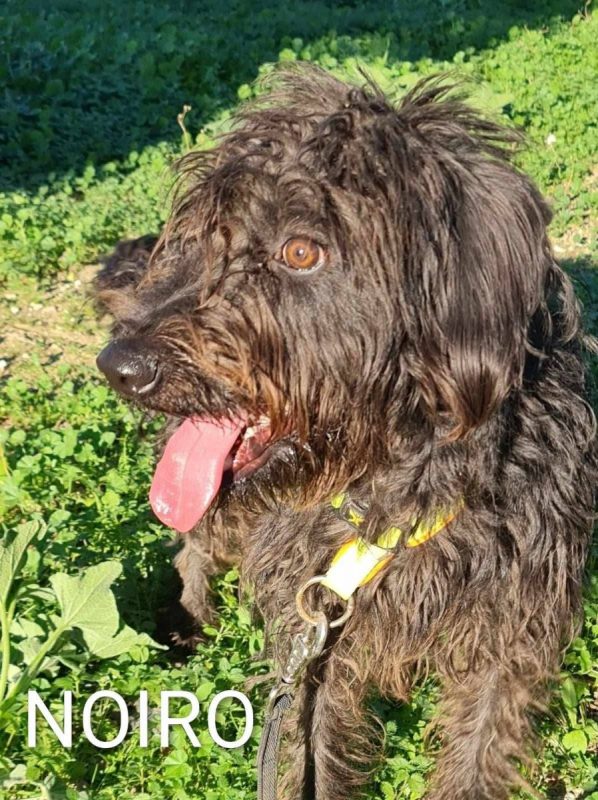 Noiro - Chien à adopter