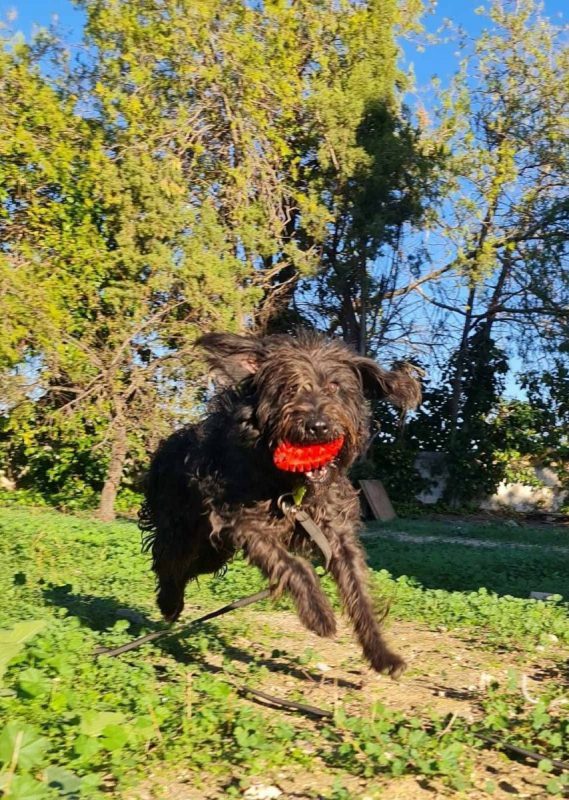 Noiro - Chien à adopter - photo 6