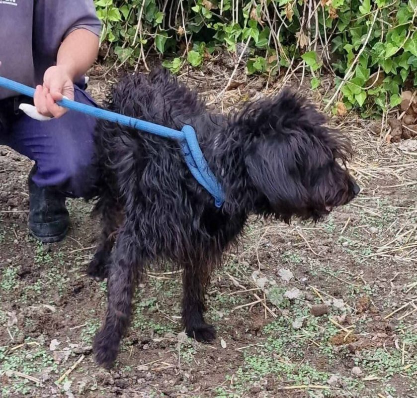Noiro - Chien à adopter - photo 4