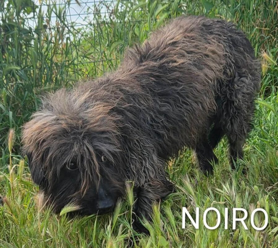 Noiro - Chien à adopter - photo 7