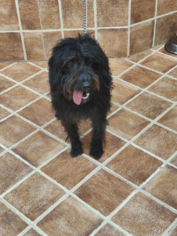 Noiro - Chien à adopter - photo 5