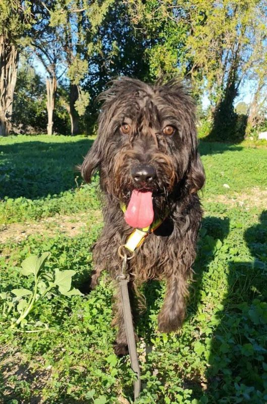 Noiro - Chien à adopter - photo 2