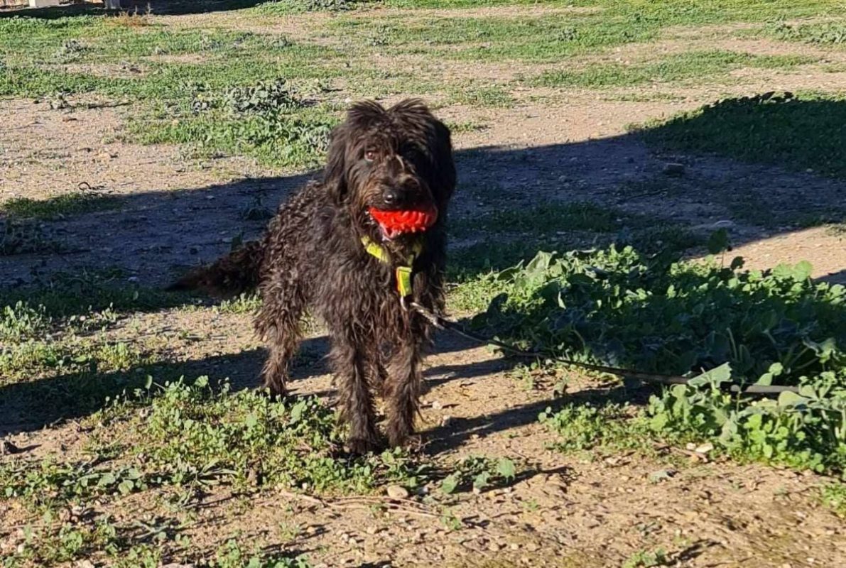 Noiro - Chien à adopter - photo 3