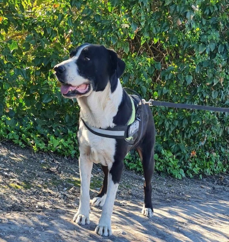 Yang - Chien à adopter - photo 3