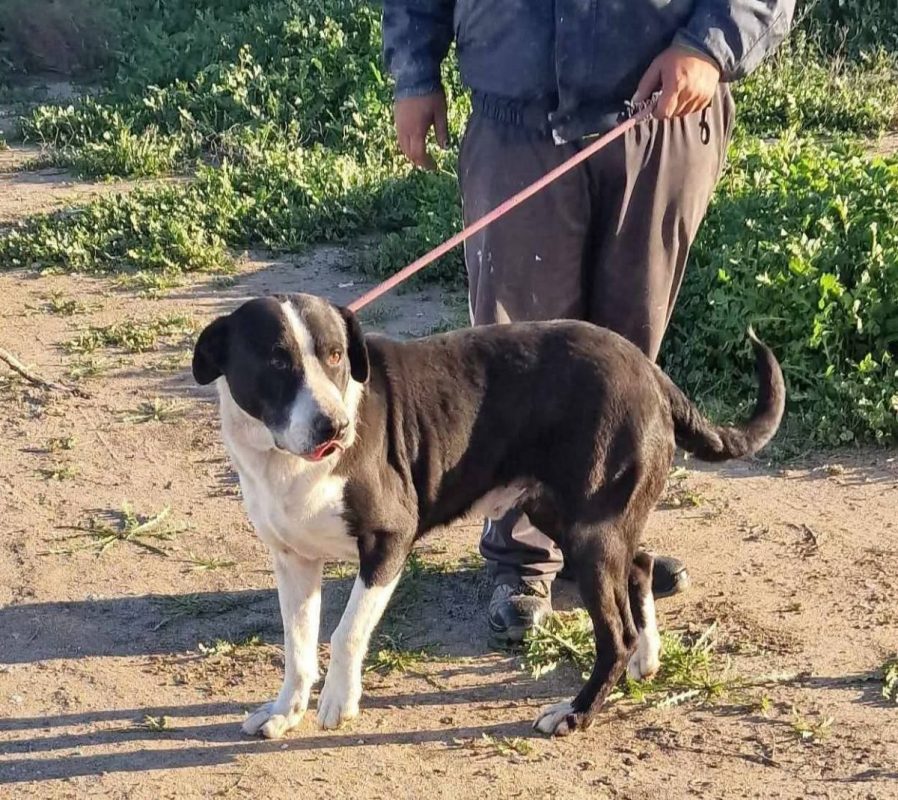 Yang - Chien à adopter - photo 5