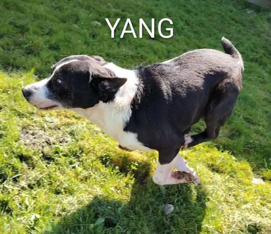 Yang - Chien à adopter - photo 8