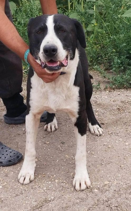 Yang - Chien à adopter - photo 2
