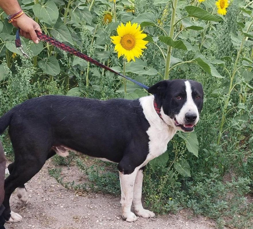 Yang - Chien à adopter - photo 7