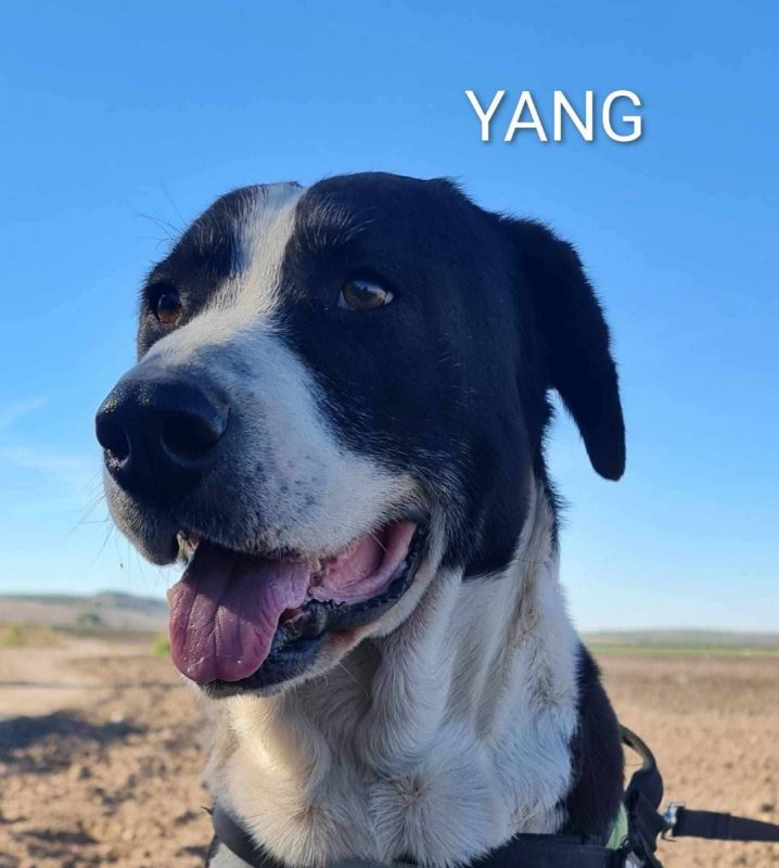 Yang - Chien à adopter