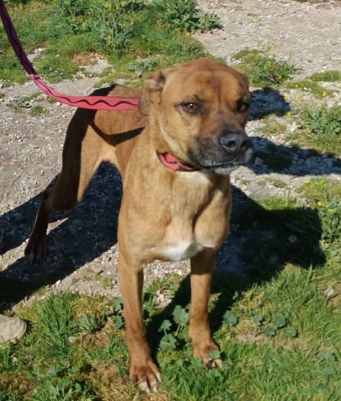 Brownie - Chien à adopter - photo 4
