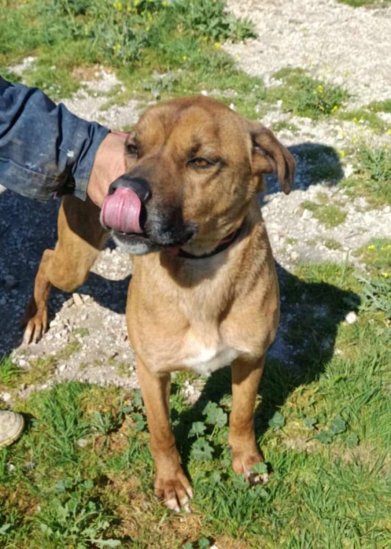 Brownie - Chien à adopter - photo 8