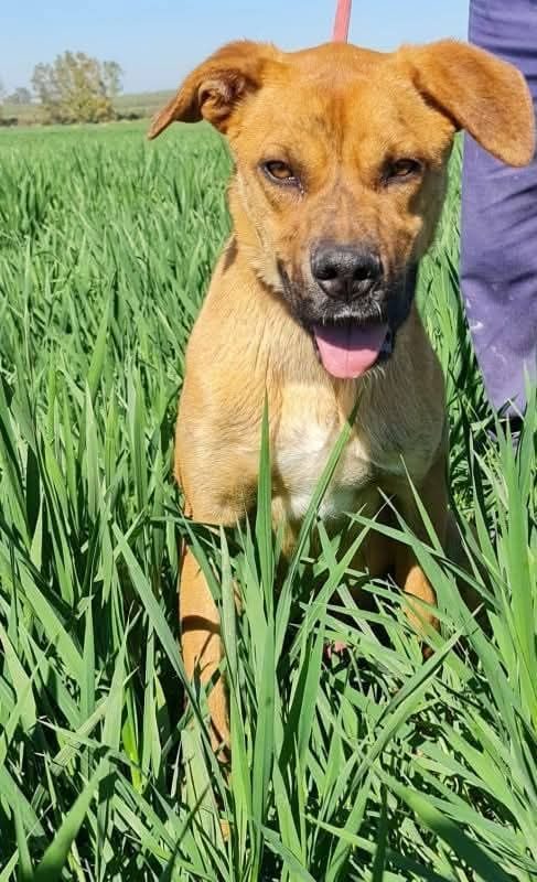 Brownie - Chien à adopter