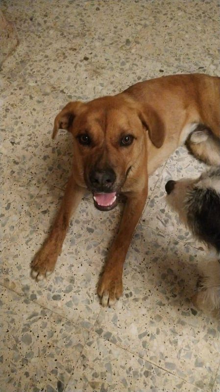 Brownie - Chien à adopter - photo 2