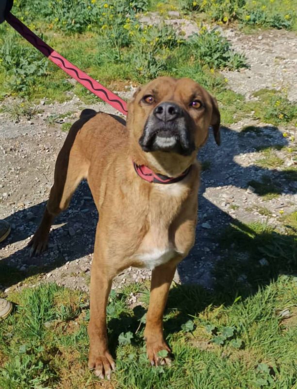 Brownie - Chien à adopter - photo 7